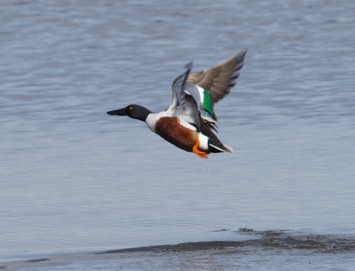 Northern Shoveler - John Anderson