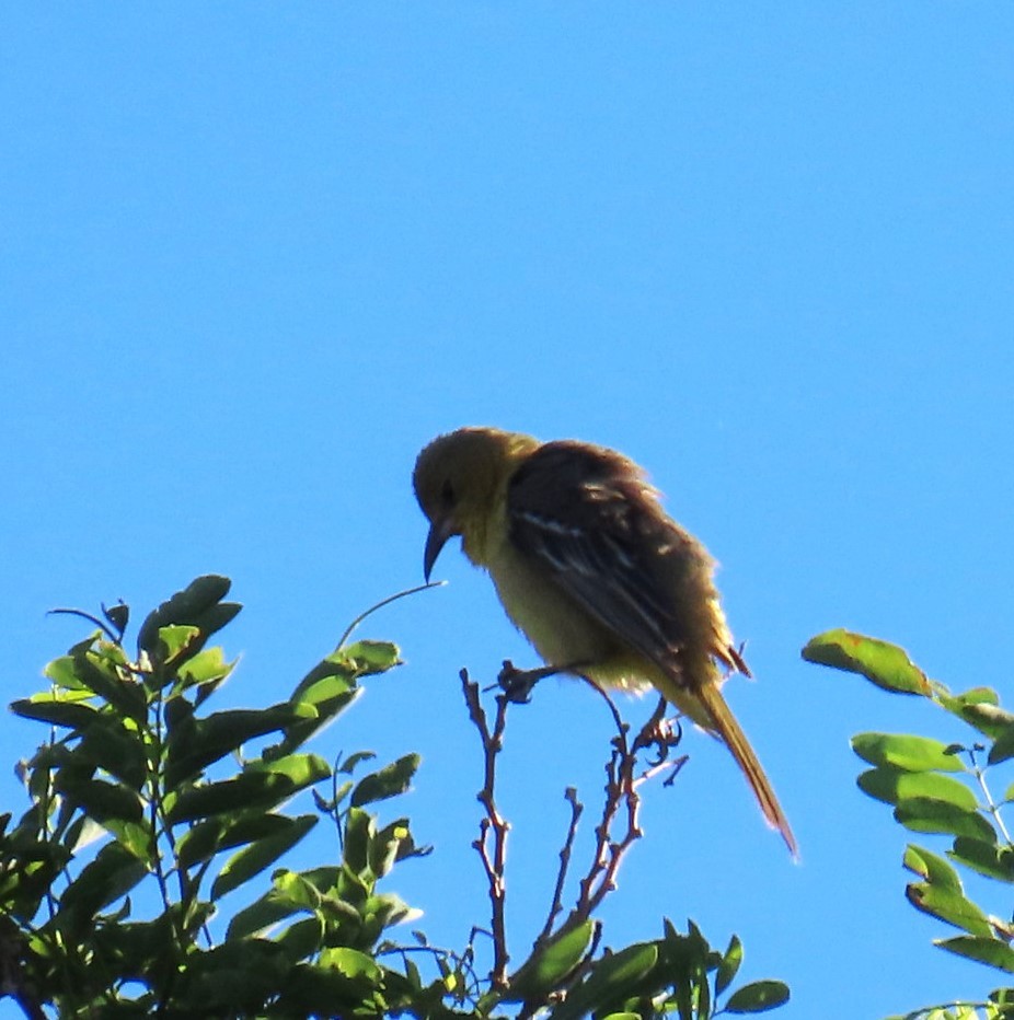 Hooded Oriole - Natalie Tanner