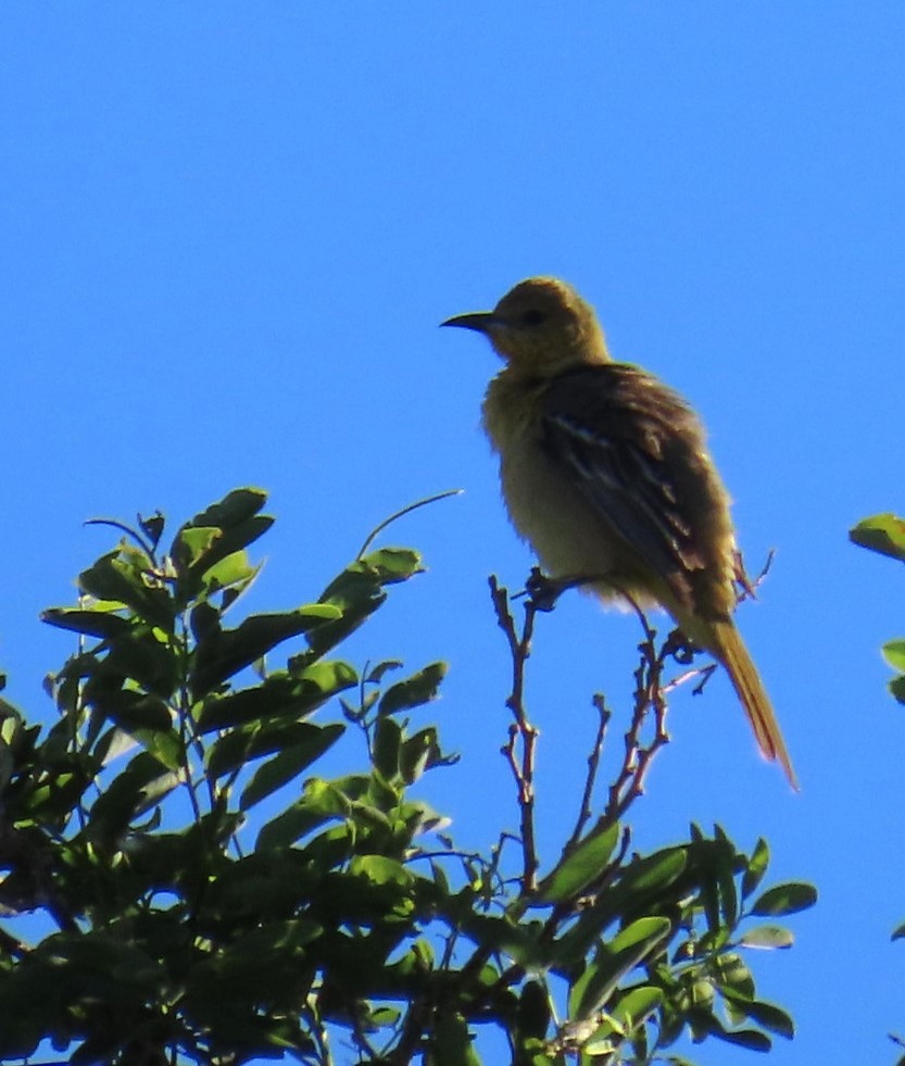 Hooded Oriole - Natalie Tanner