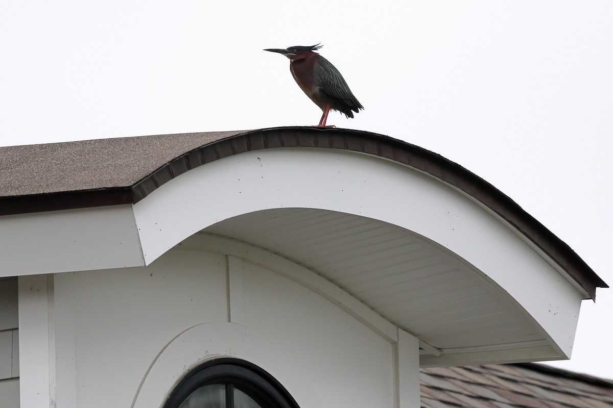 Green Heron - Darcy Pinotti