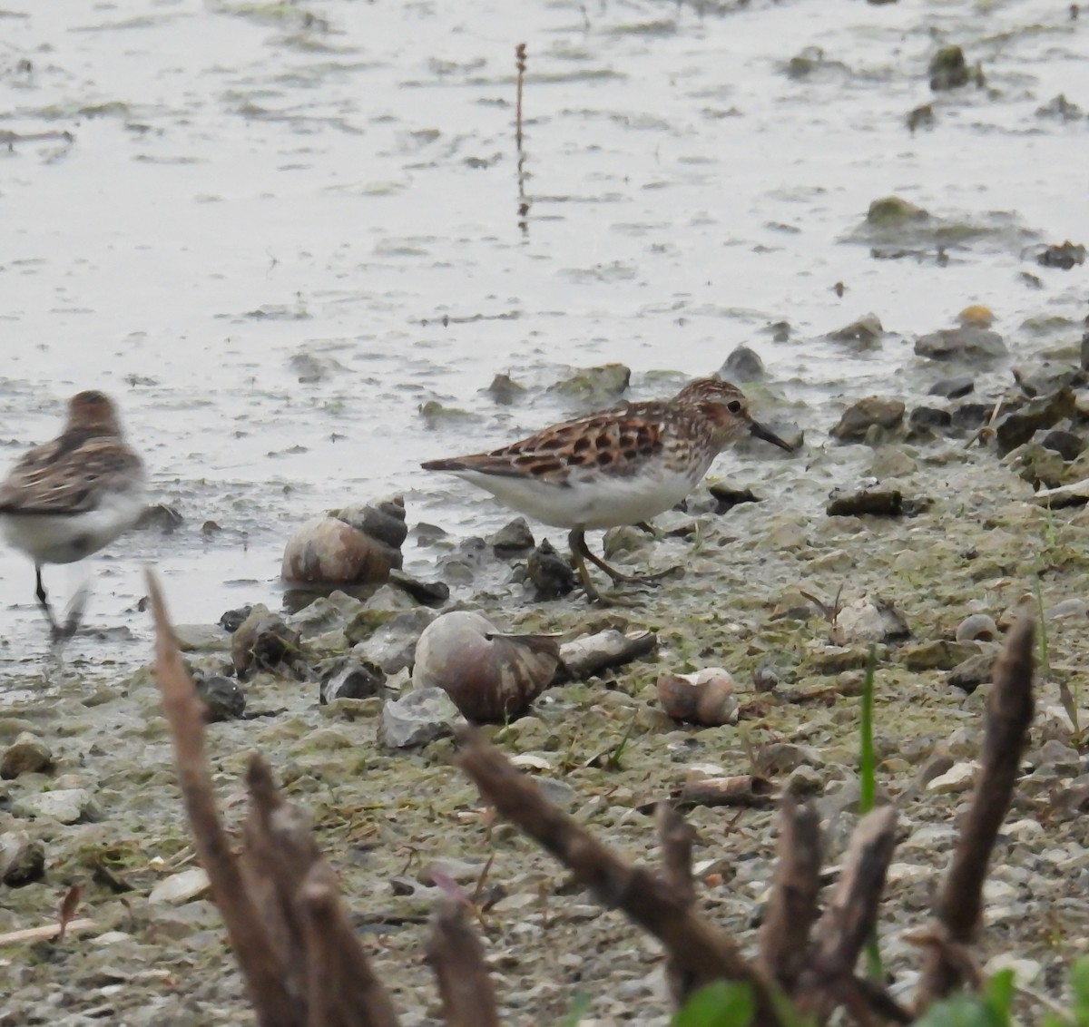 Least Sandpiper - Hin Ki  & Queenie  Pong