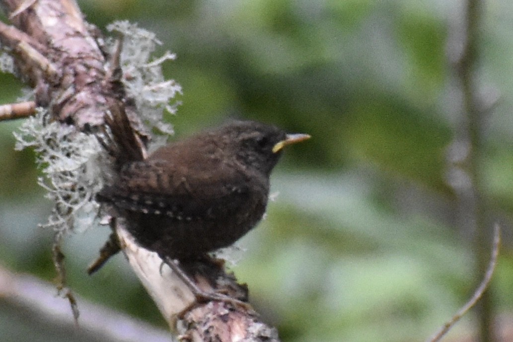 Pacific Wren - Grace Barthelmess