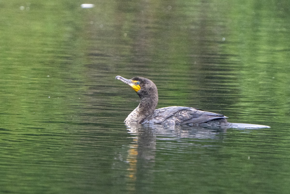 Double-crested Cormorant - Steven Hunter