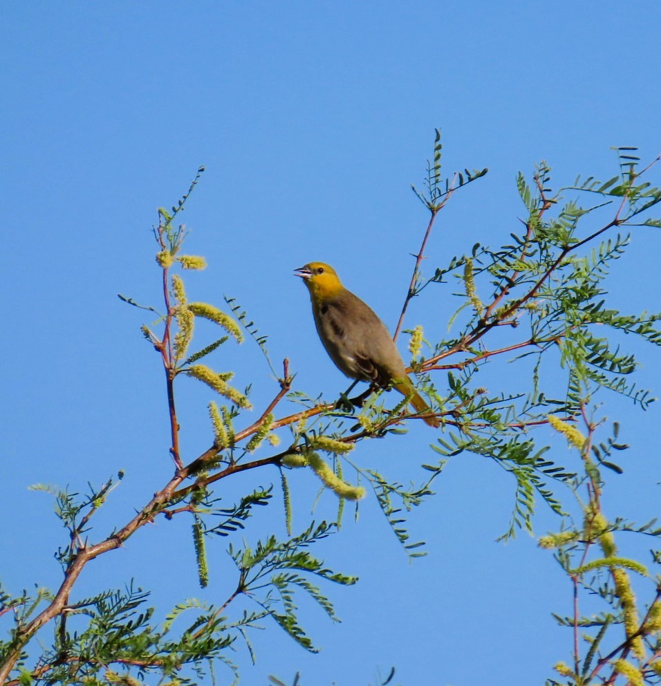 Bullock's Oriole - Natalie Tanner