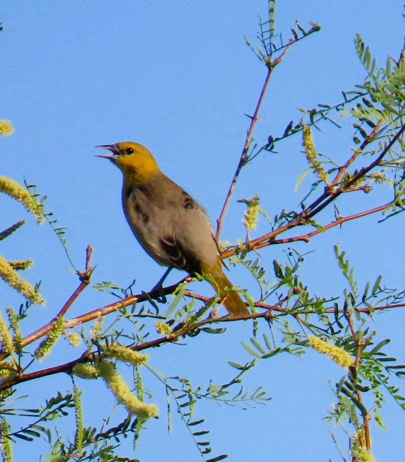 Bullock's Oriole - Natalie Tanner