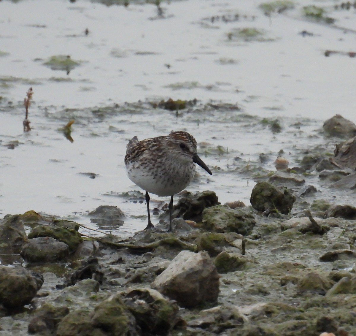 Semipalmated Sandpiper - Hin Ki  & Queenie  Pong