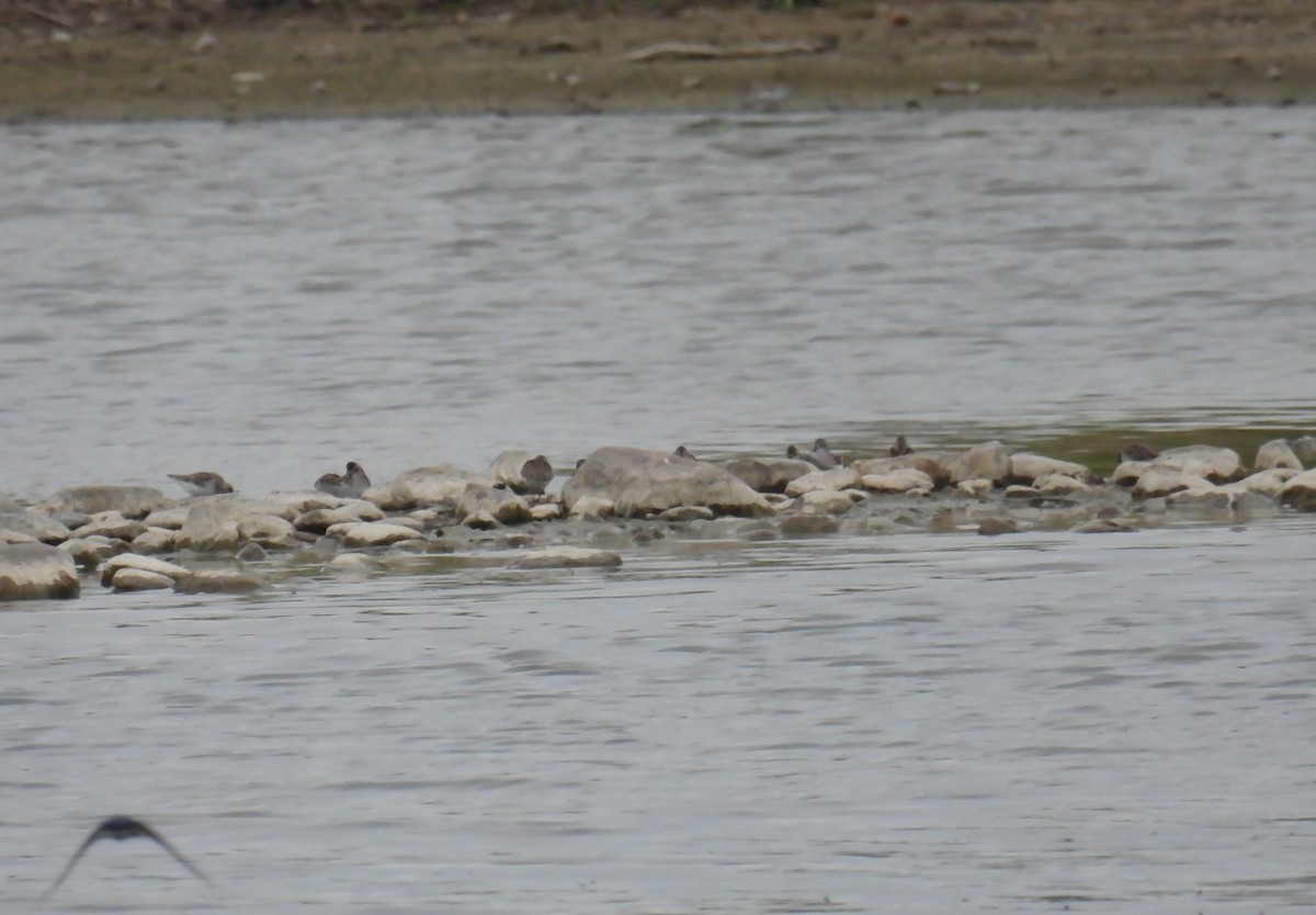 Semipalmated Sandpiper - Hin Ki  & Queenie  Pong