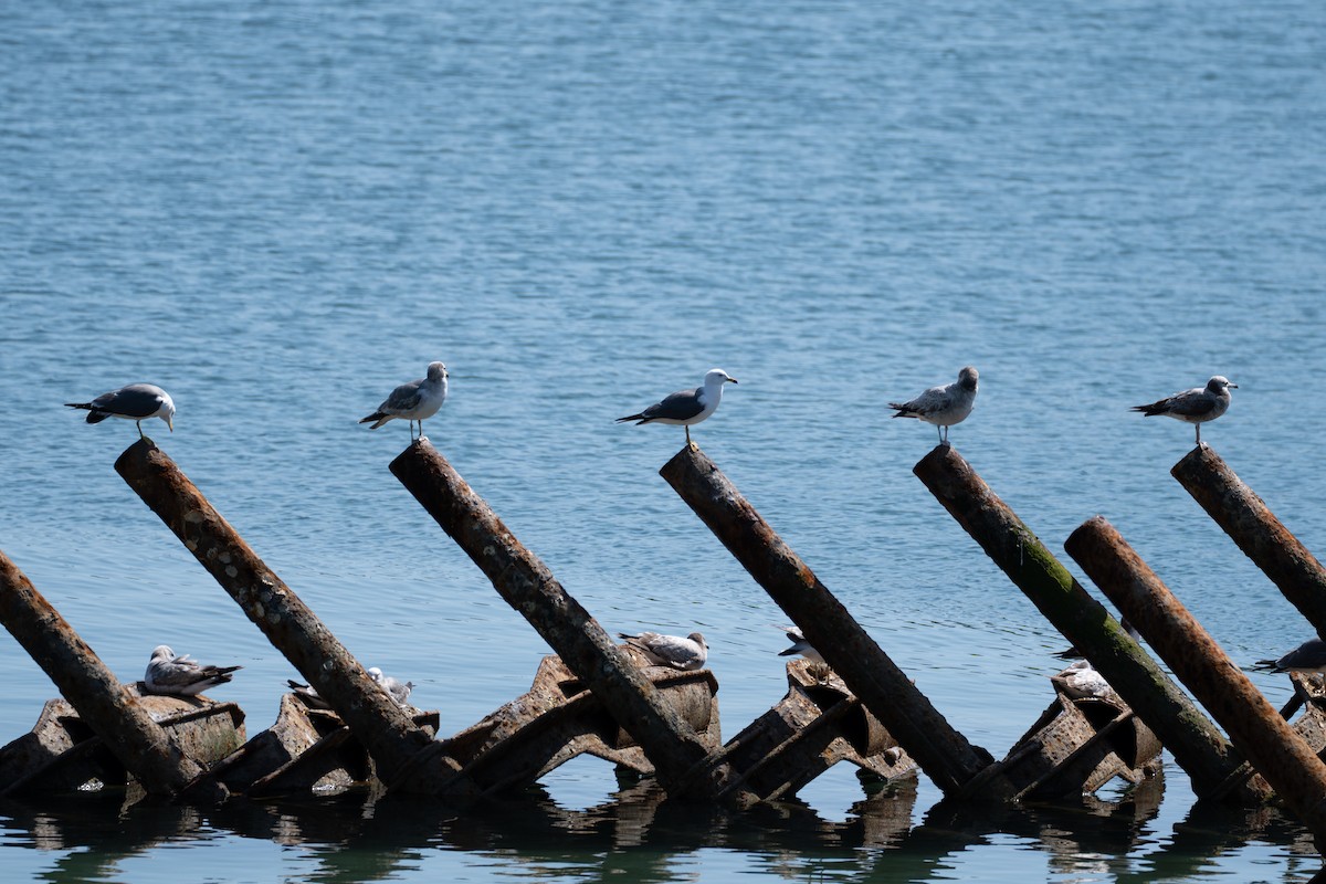 Black-tailed Gull - Fran Kim