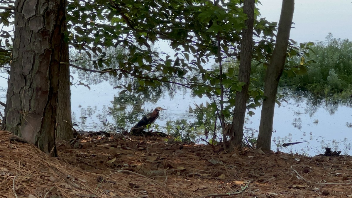 Green Heron - Robin Bryant