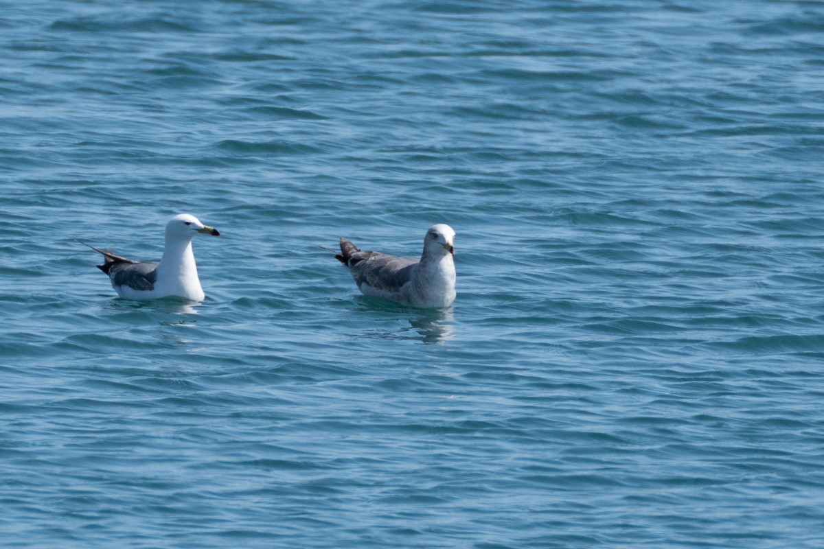 Black-tailed Gull - Fran Kim