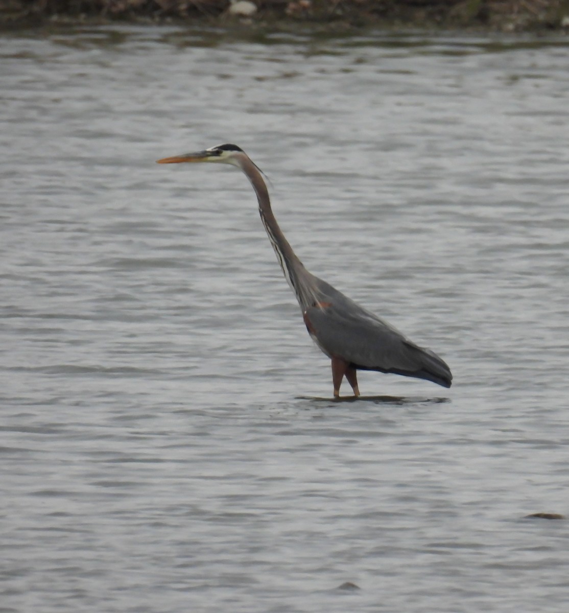 Great Blue Heron - Hin Ki  & Queenie  Pong