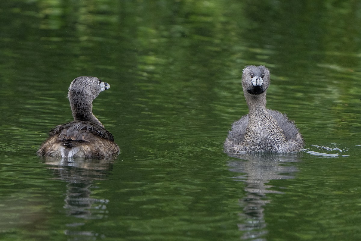 Pied-billed Grebe - Steven Hunter