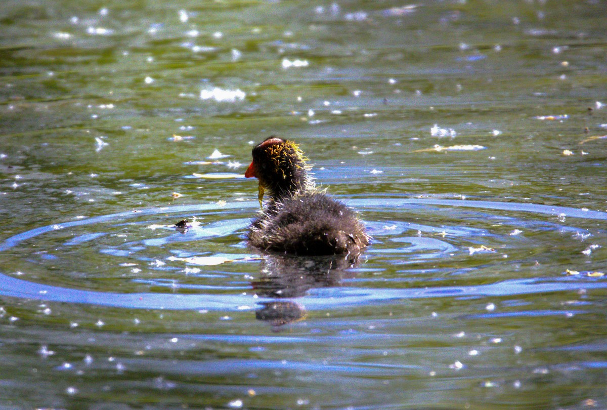 American Coot - Don Carney