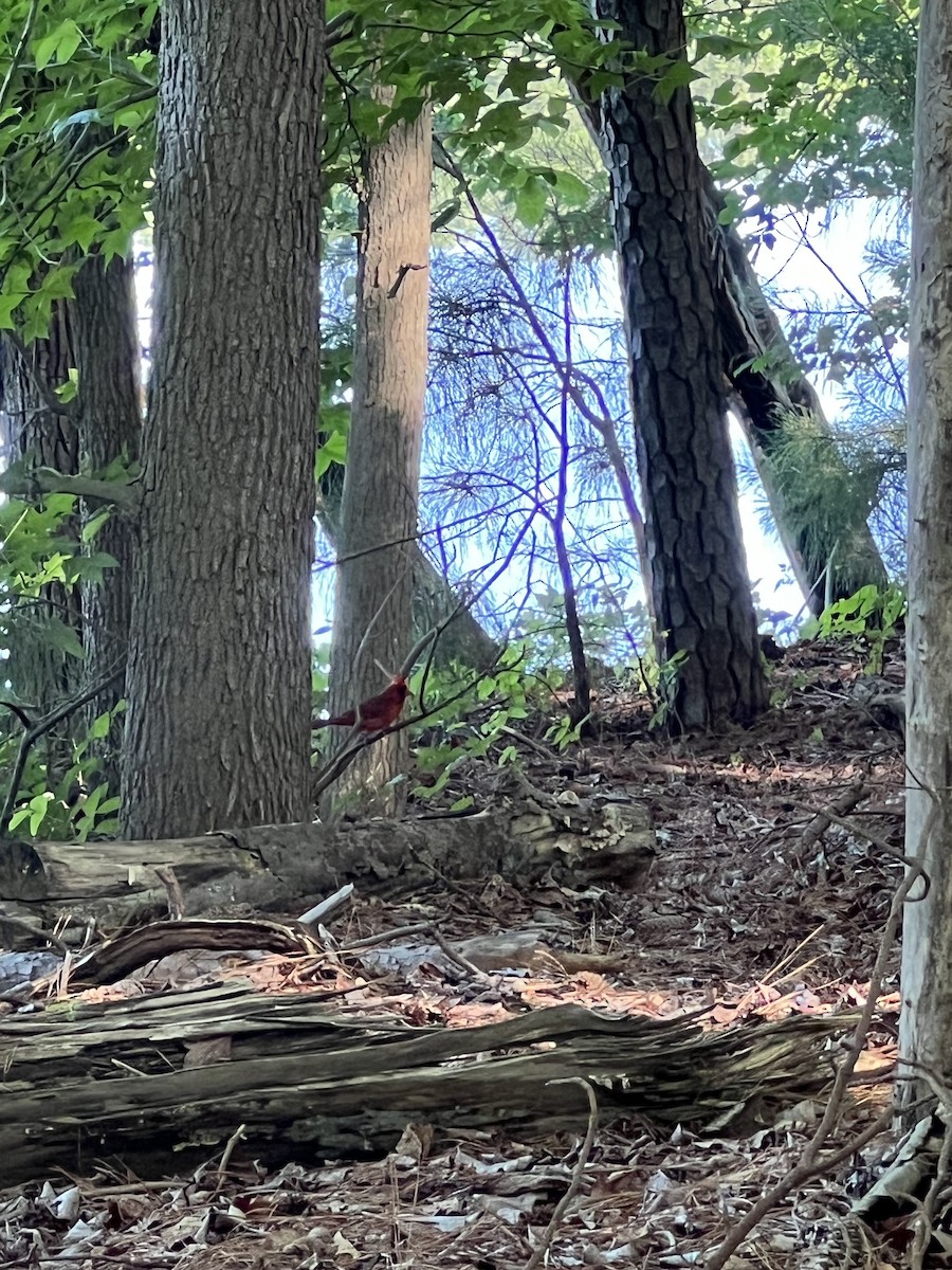 Northern Cardinal - ML619652539