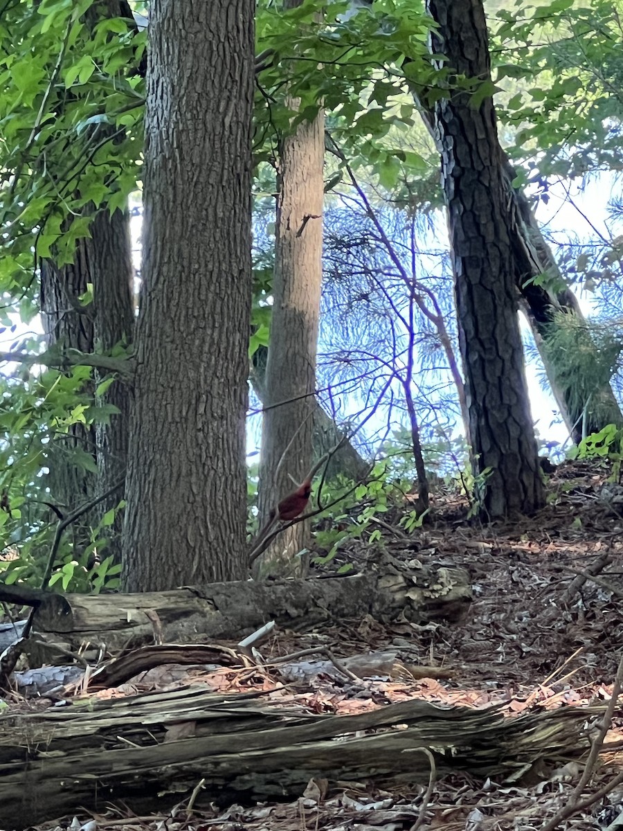 Northern Cardinal - ML619652540