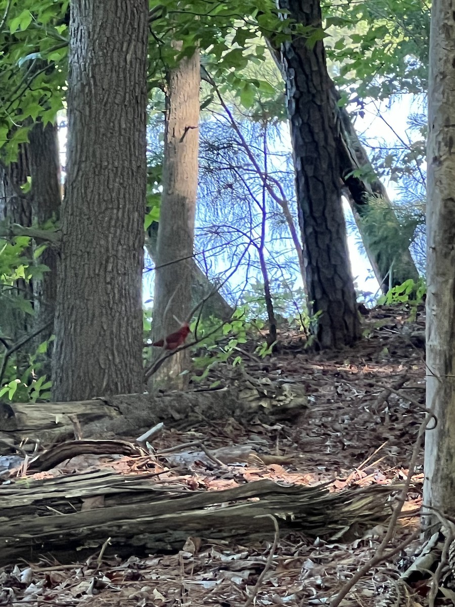 Northern Cardinal - ML619652542