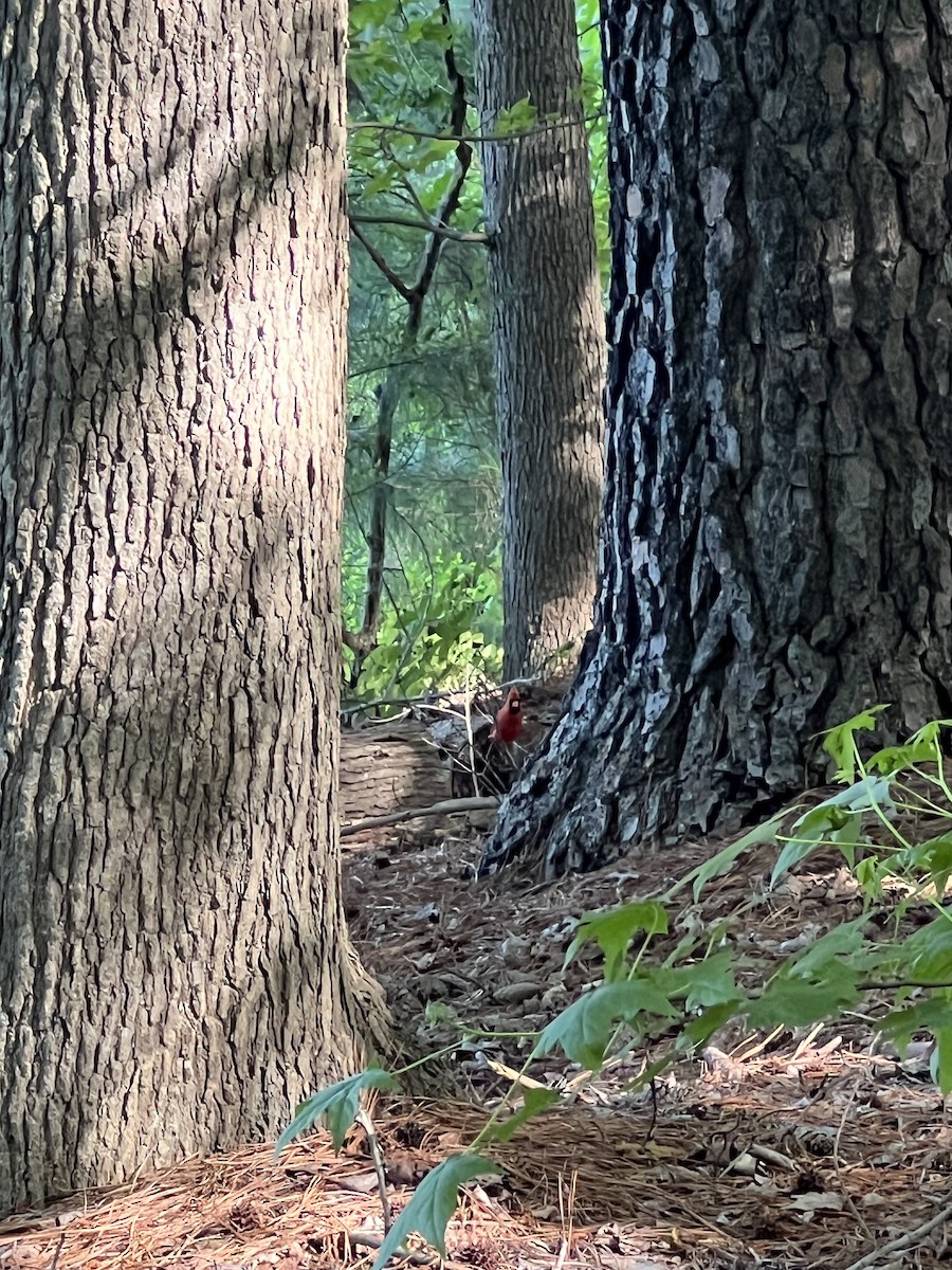 Northern Cardinal - ML619652543