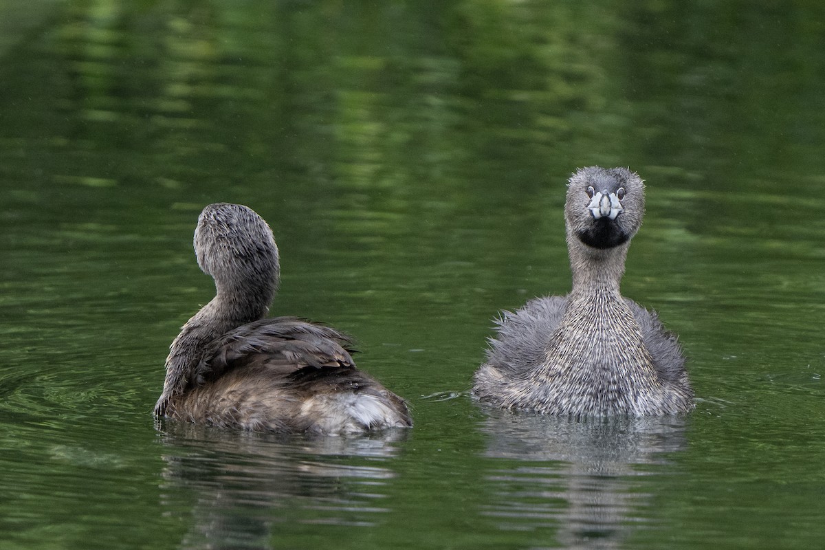 Pied-billed Grebe - Steven Hunter