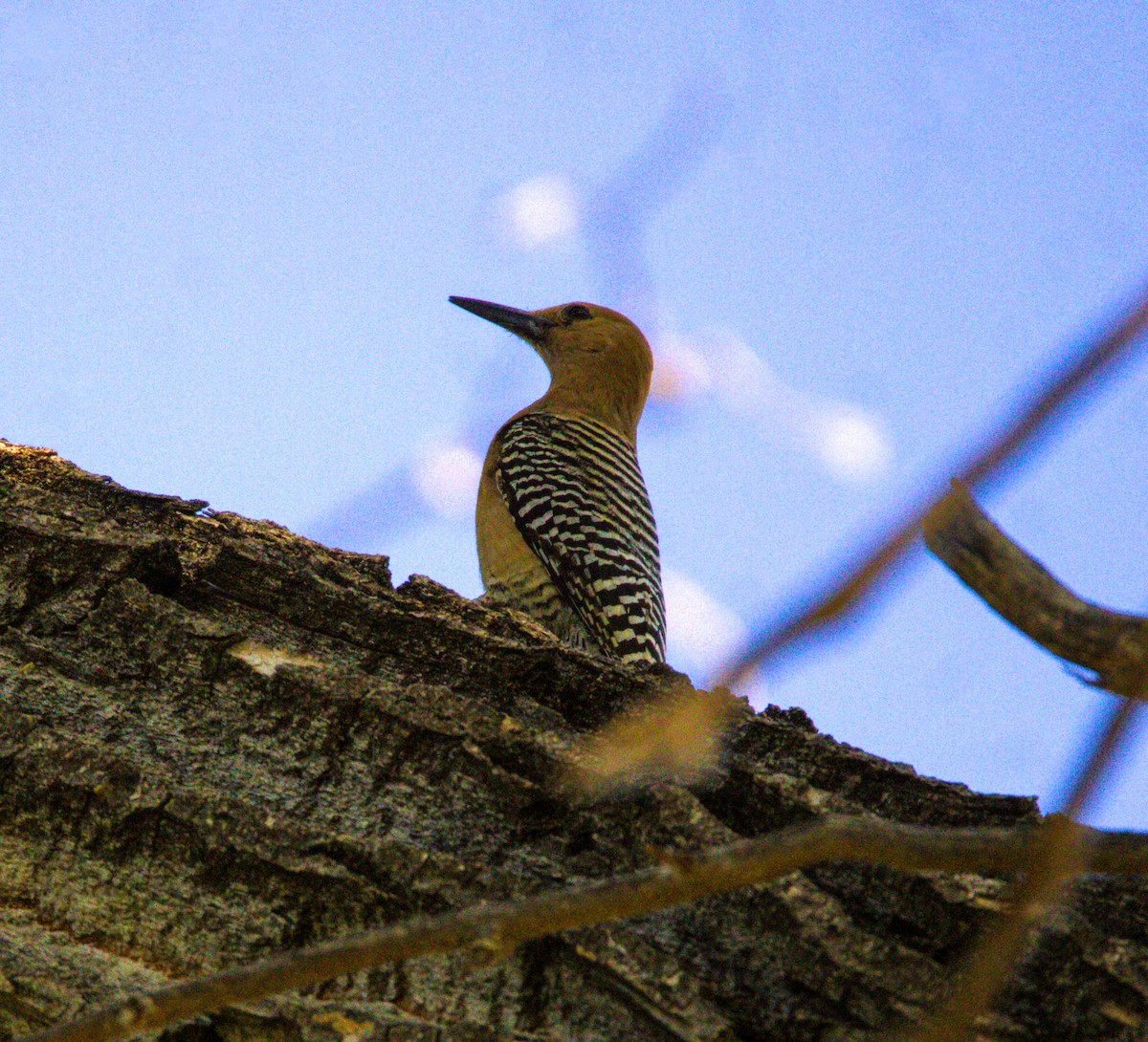 Gila Woodpecker - Don Carney