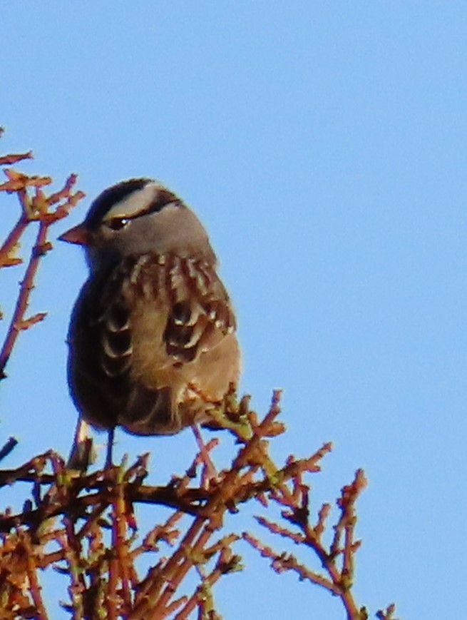 White-crowned Sparrow - Natalie Tanner