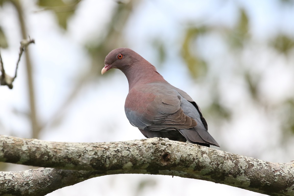 Red-billed Pigeon - John and Milena Beer