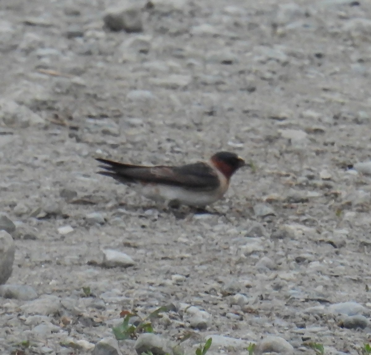 Cliff Swallow - Hin Ki  & Queenie  Pong