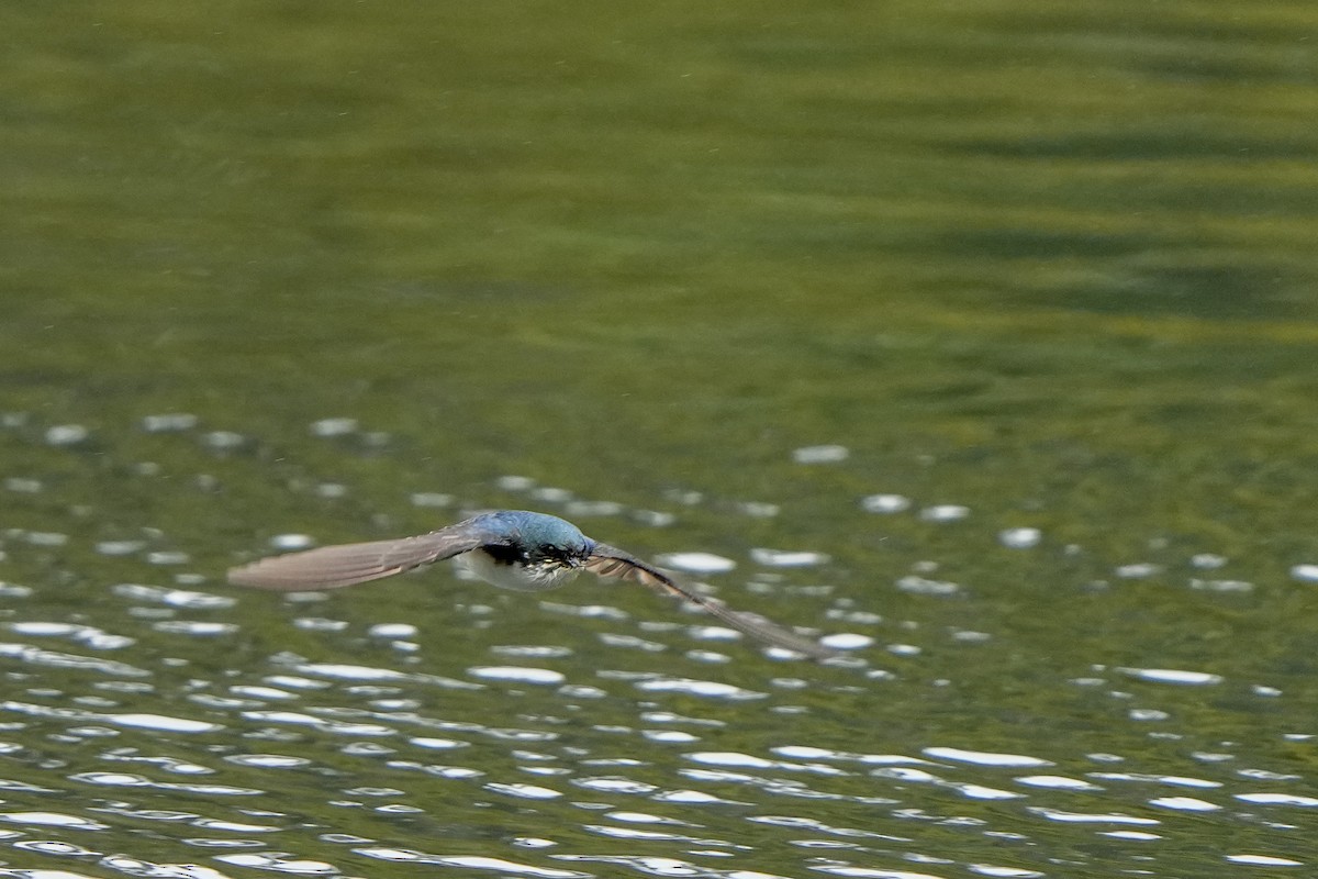 Tree Swallow - Steven Hunter