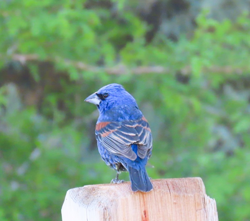 Blue Grosbeak - Natalie Tanner