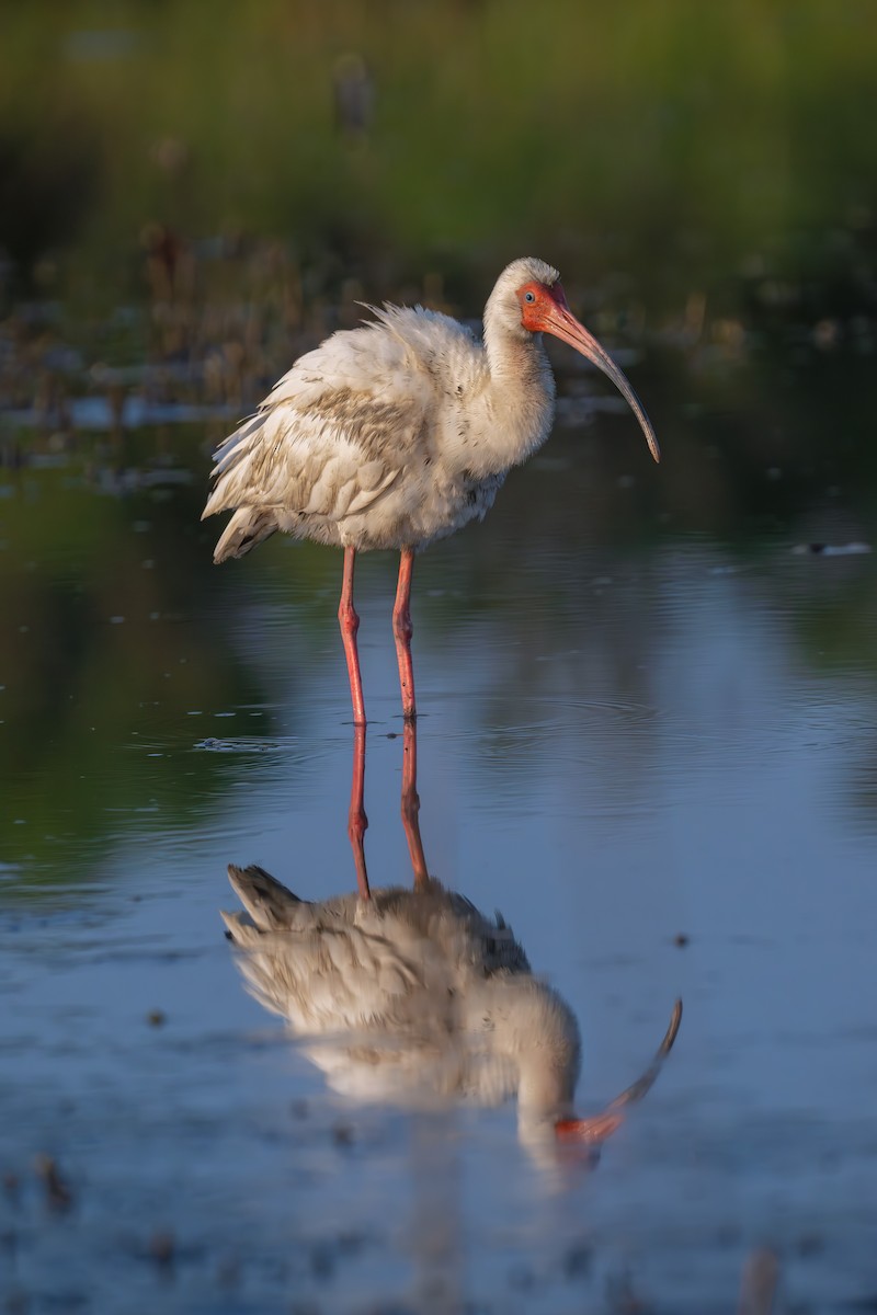 White Ibis - Karen Szafrajda