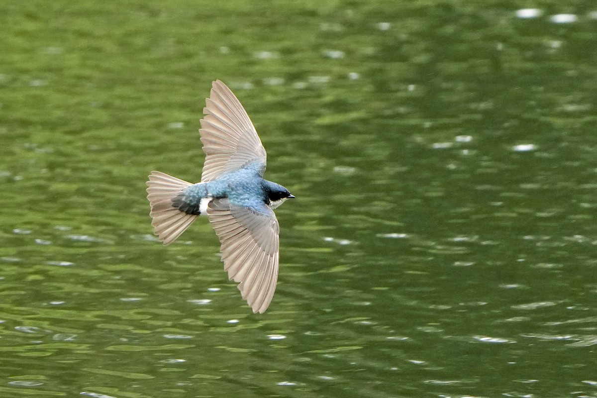 Tree Swallow - Steven Hunter