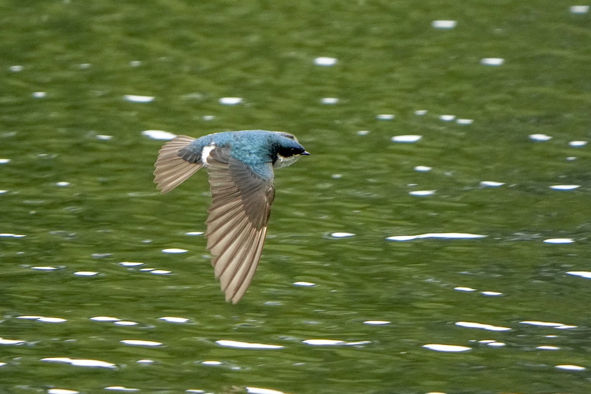 Tree Swallow - Steven Hunter