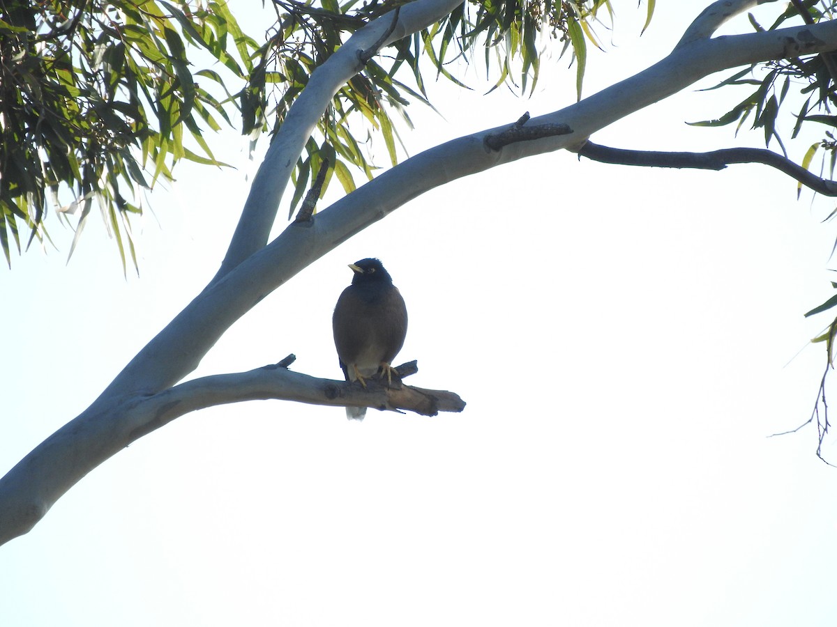 Common Myna - Archer Callaway