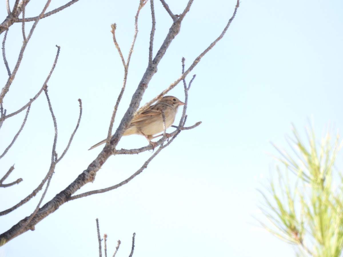 Brewer's Sparrow - ML619652587