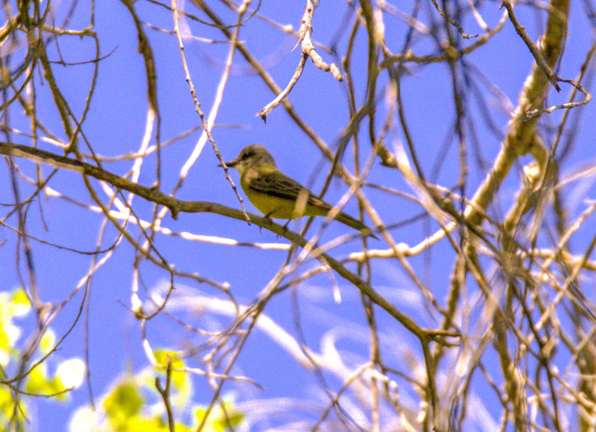 Western Kingbird - Don Carney