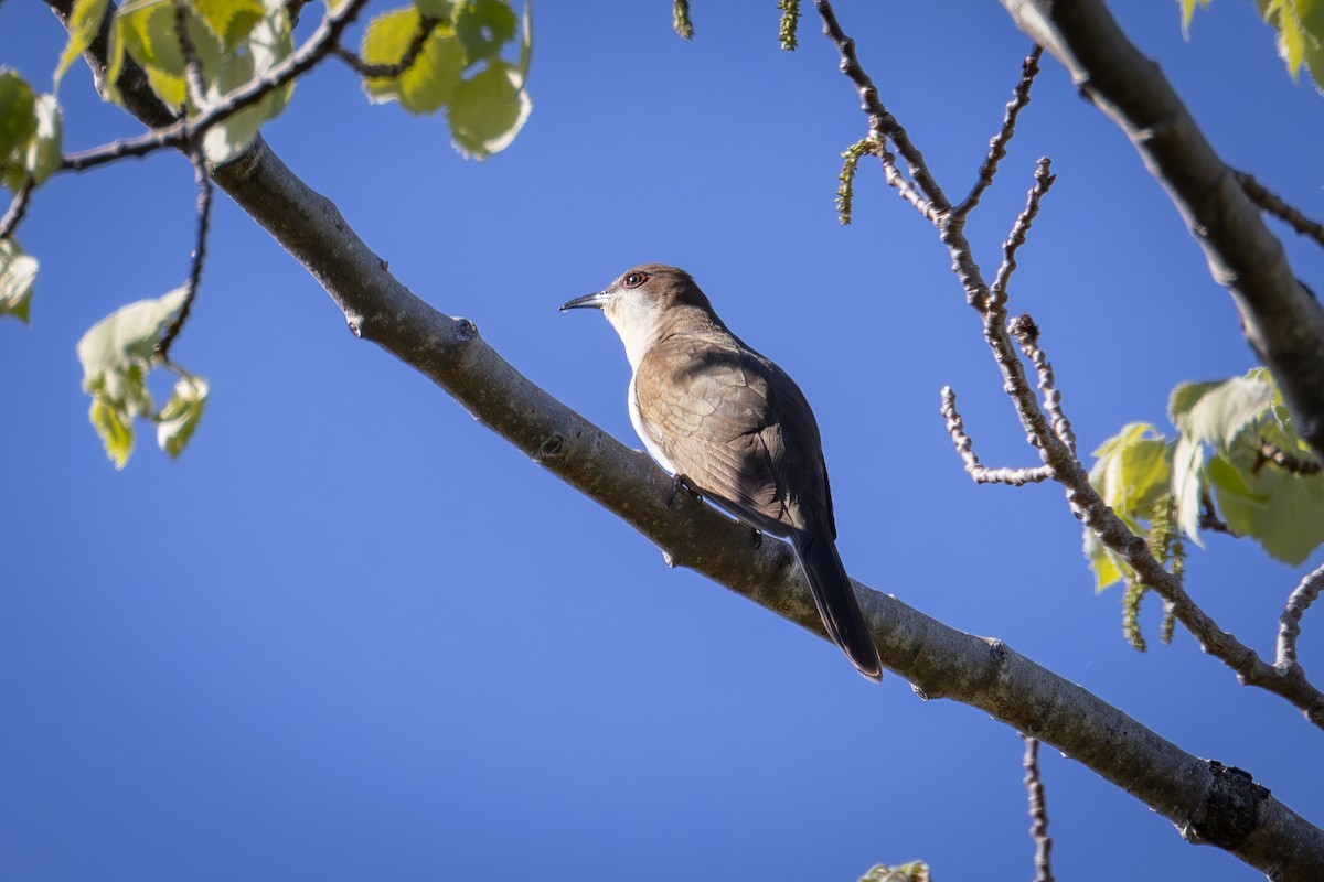 Black-billed Cuckoo - Patrick Robinson