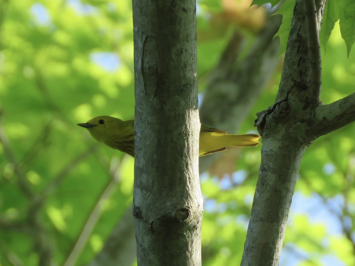 Yellow Warbler - David Padulo
