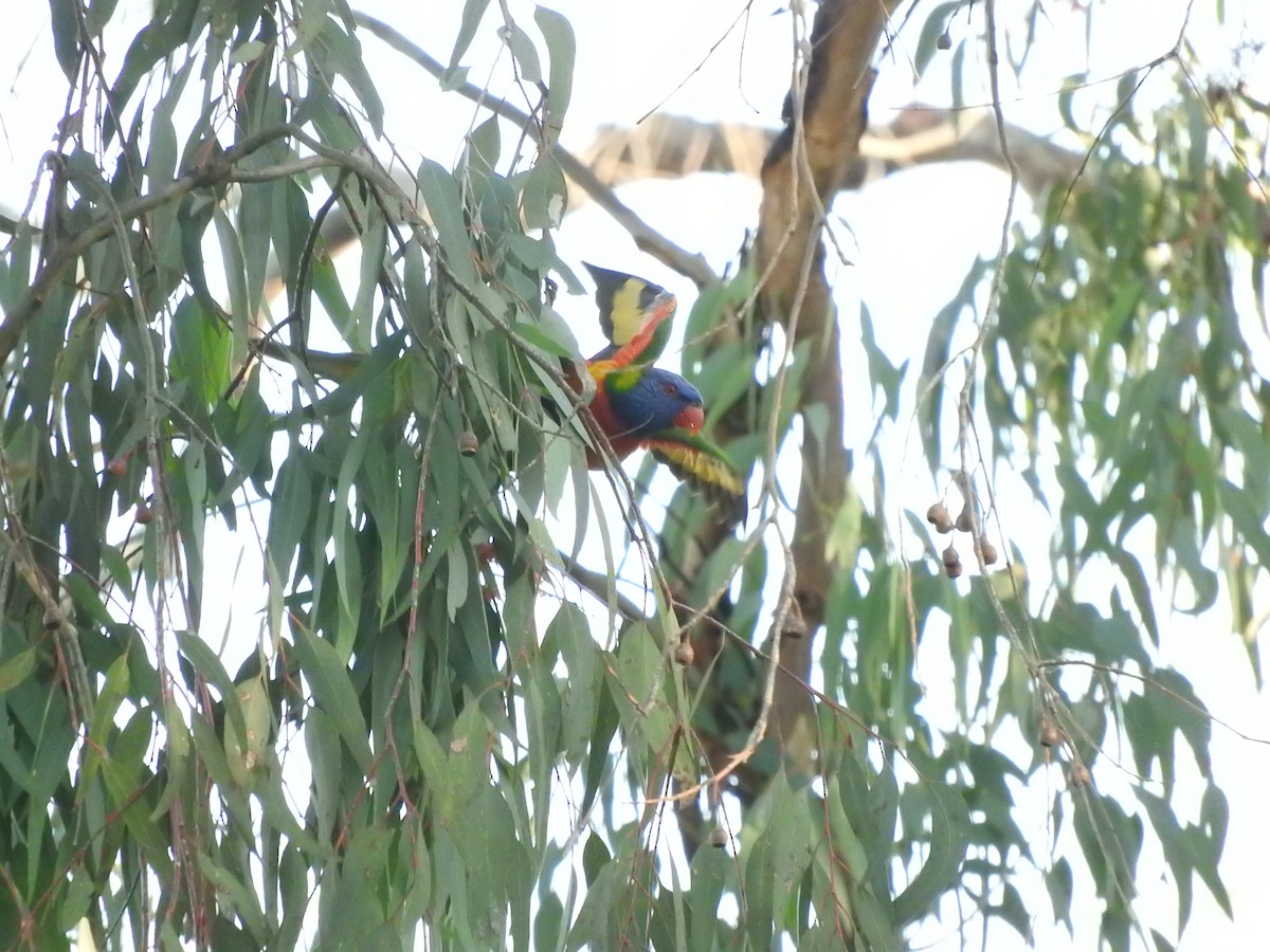 Rainbow Lorikeet - Archer Callaway