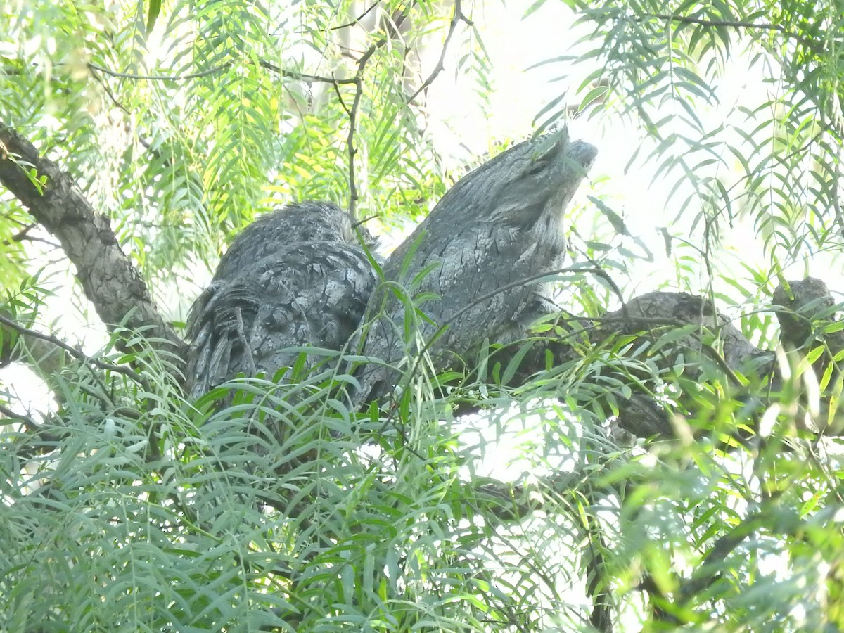 Tawny Frogmouth - Archer Callaway