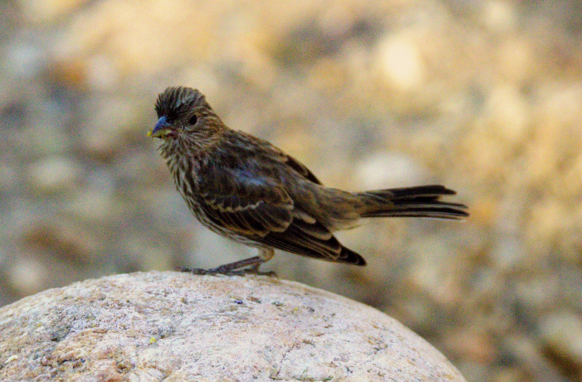 House Finch - Don Carney