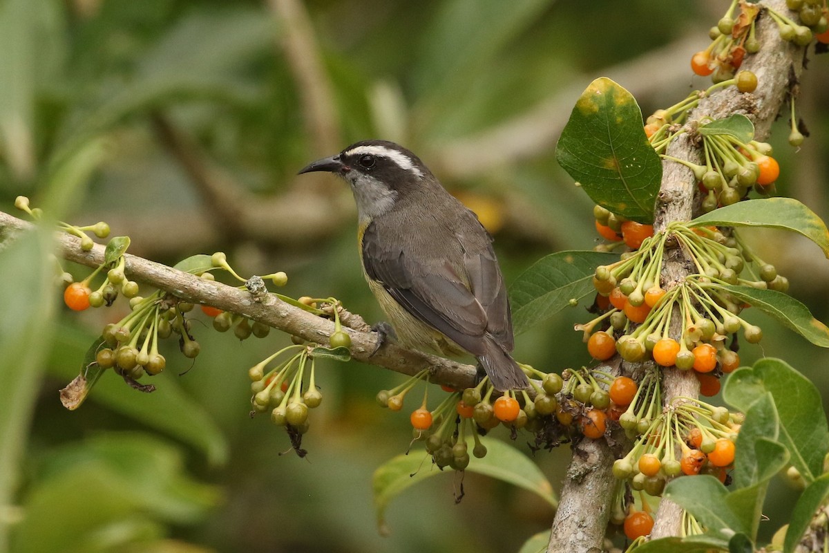 Bananaquit - John and Milena Beer