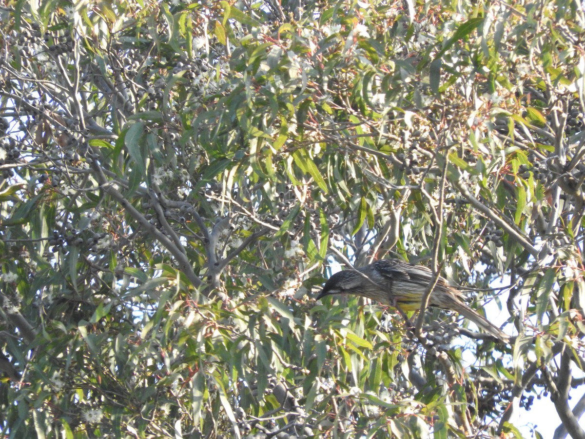 Red Wattlebird - ML619652610