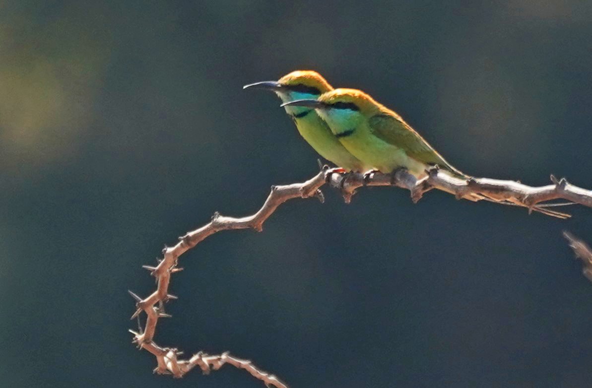 Asian Green Bee-eater - John Daniel