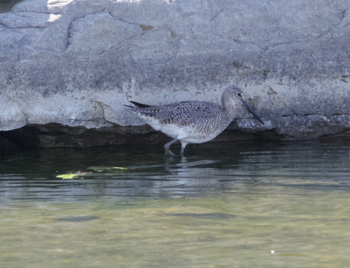 Willet - ML619652619