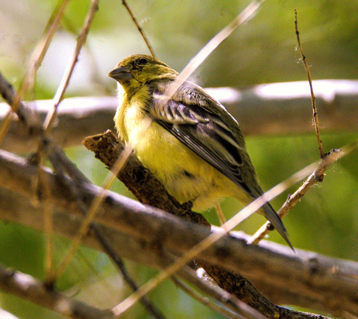 Lesser Goldfinch - Don Carney