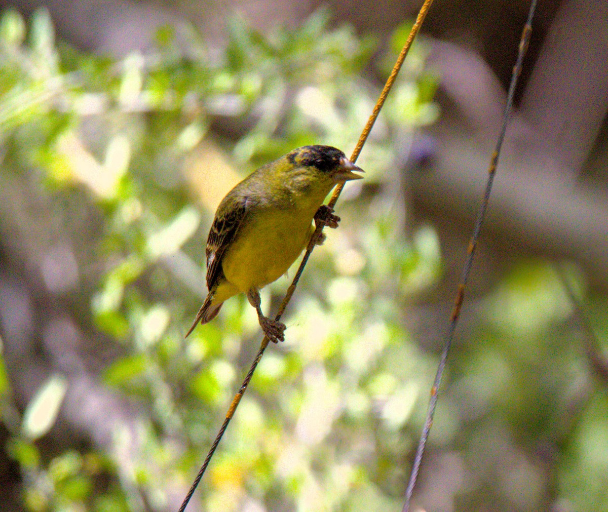 Lesser Goldfinch - Don Carney