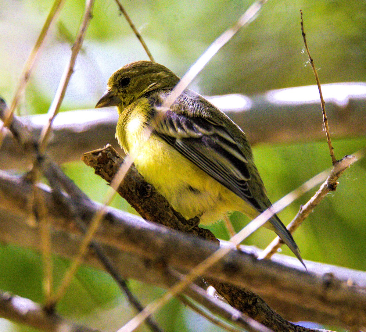 Lesser Goldfinch - Don Carney