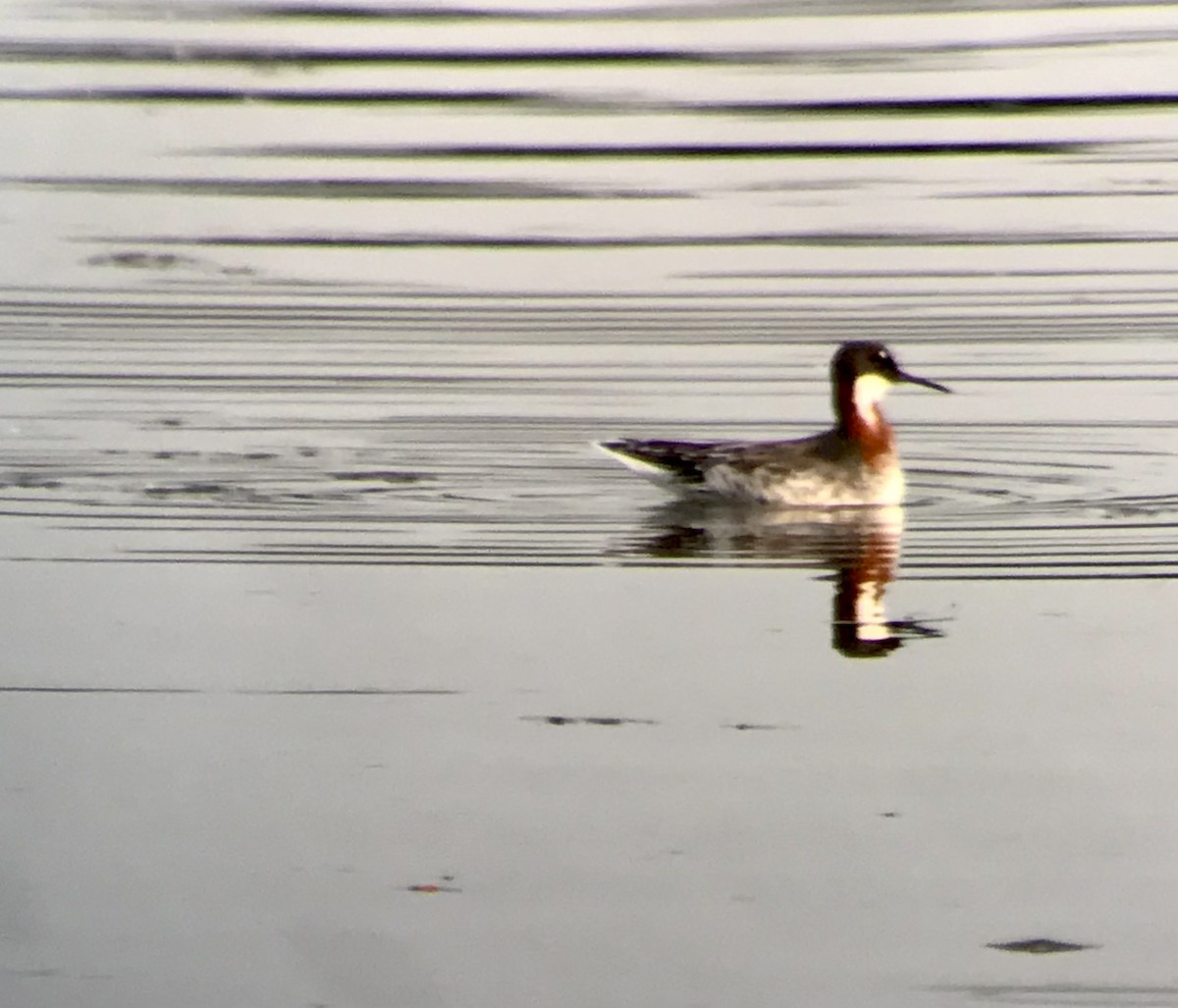 Red-necked Phalarope - ML619652639