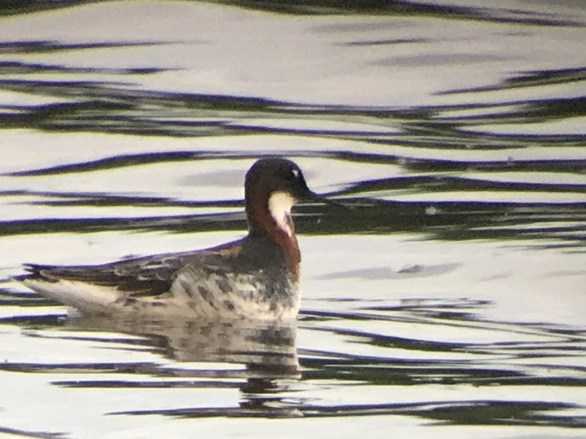 Red-necked Phalarope - ML619652642