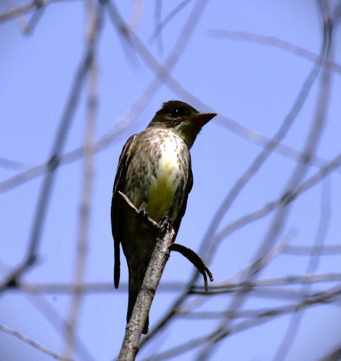 Olive-sided Flycatcher - Elke Davis