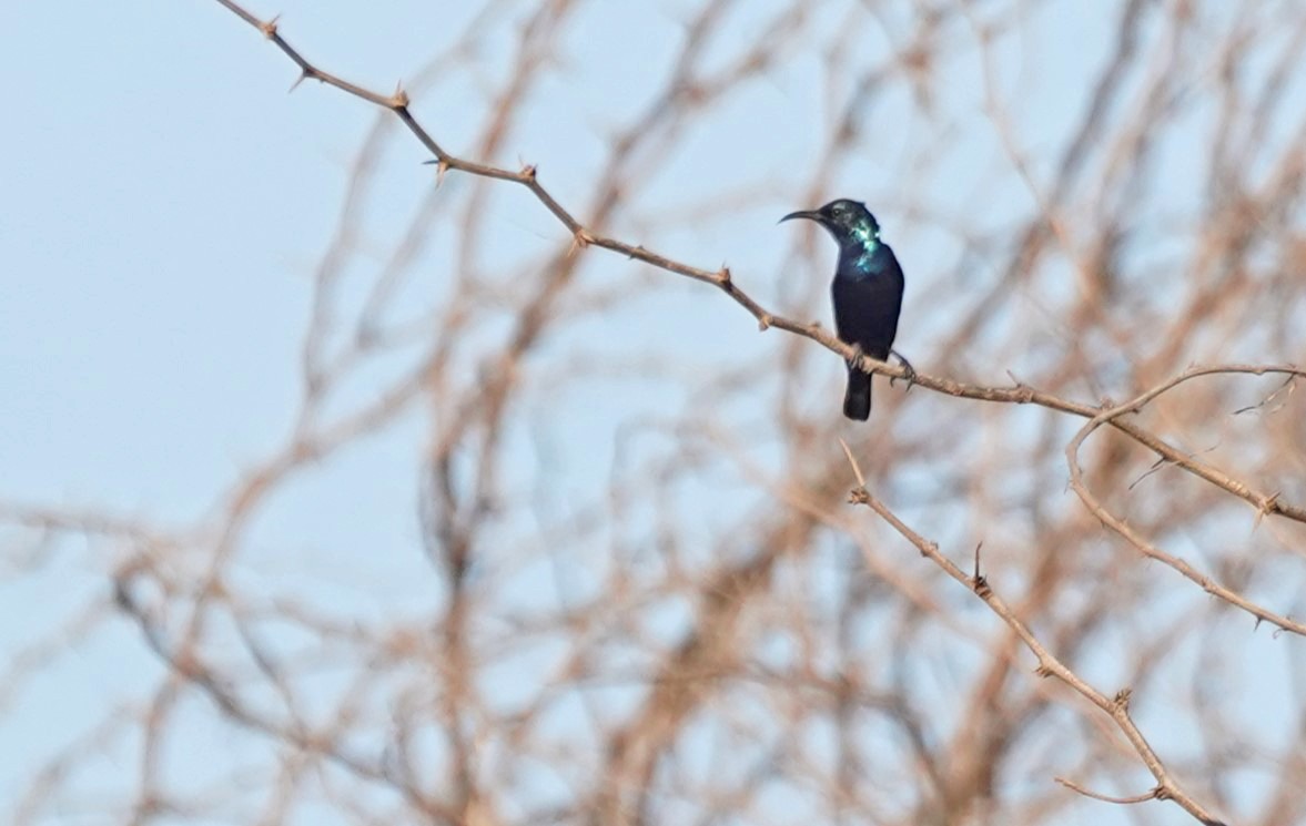 Purple Sunbird - John Daniel